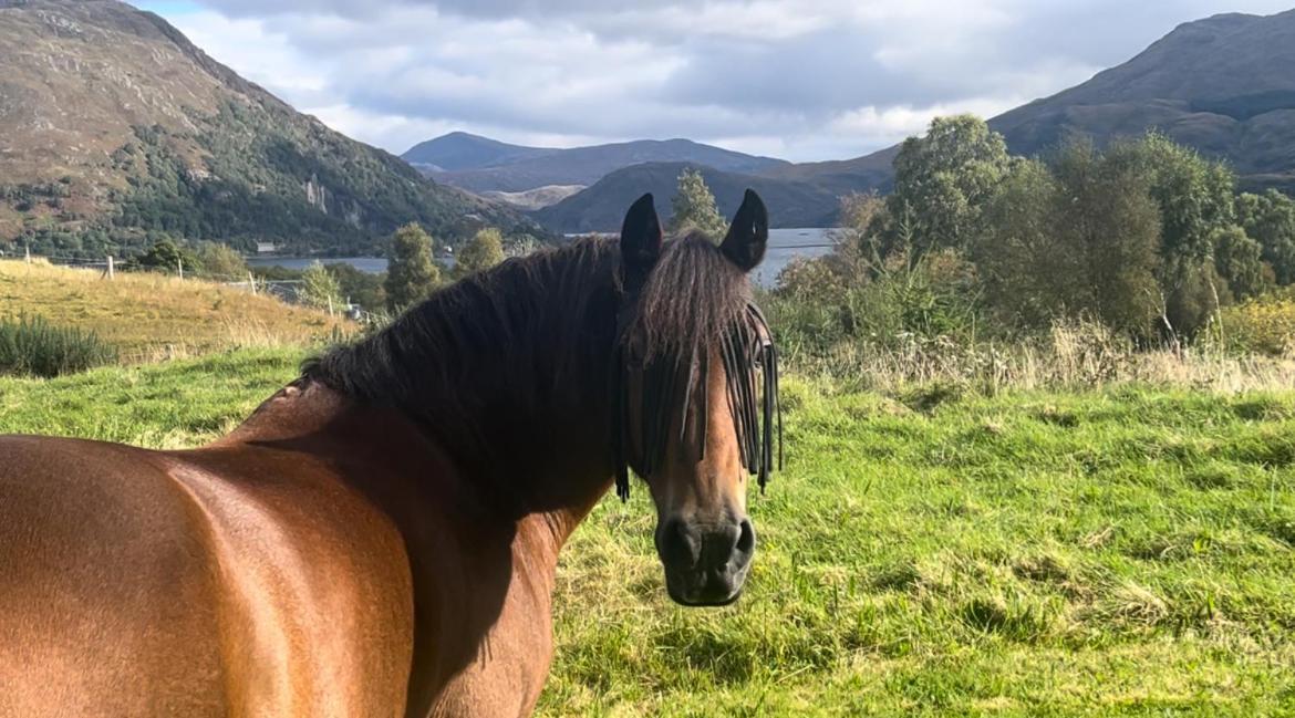 Ceo Mara Croft B&B & 2 Luxury Cabins Taynuilt Esterno foto